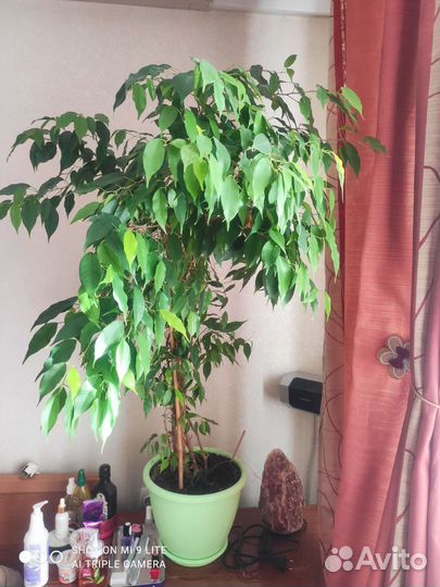 Фикус бенджамина большой