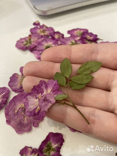 Сухоцветы для творчества