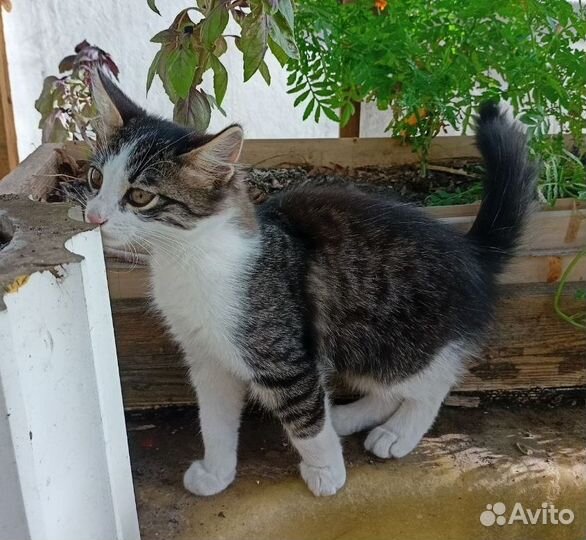 Котята