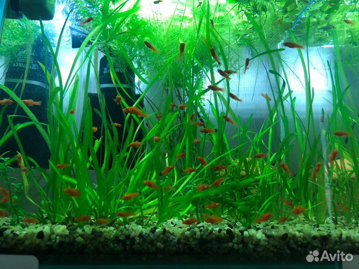 Меченосцы молодь