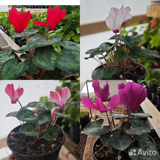 Тюльпаны к 8 марта