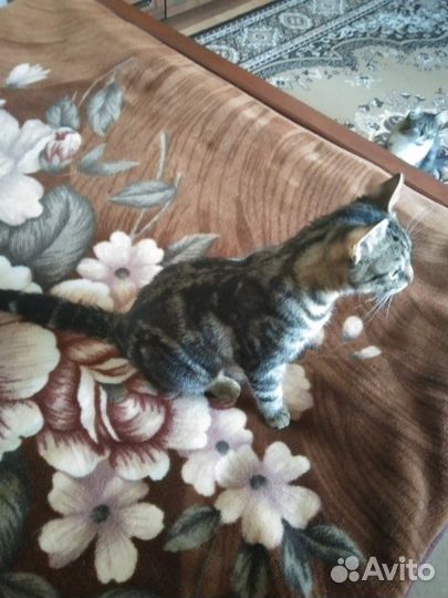 Кошки
