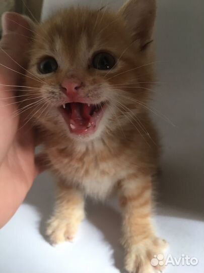 Рыжий котенок девочка