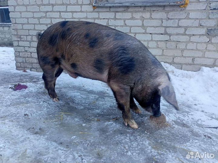 Хряк для осеменения