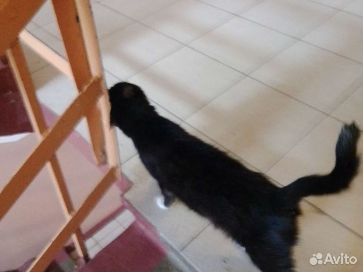 Нашёл кошку живёт в подъезде