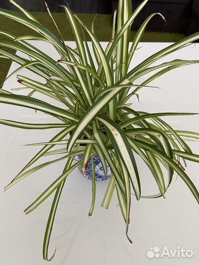 Продам цветы