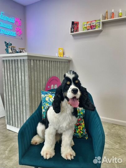 Груминг стрижка собак и кошек