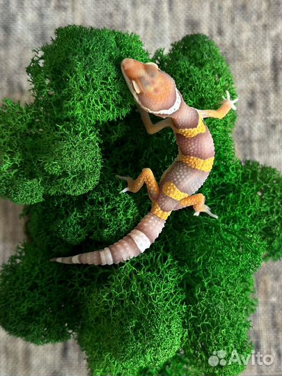 Эублефар малыш