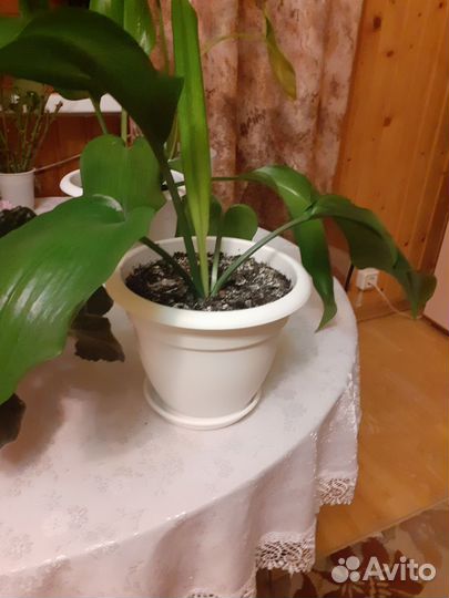 Эухарис амазонская лилия