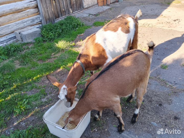 Коза дойная с козочкой