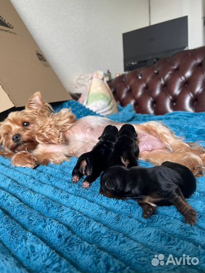 Щенки йорка