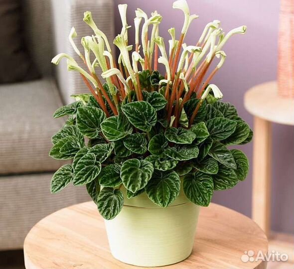 Комнатные растения цветы