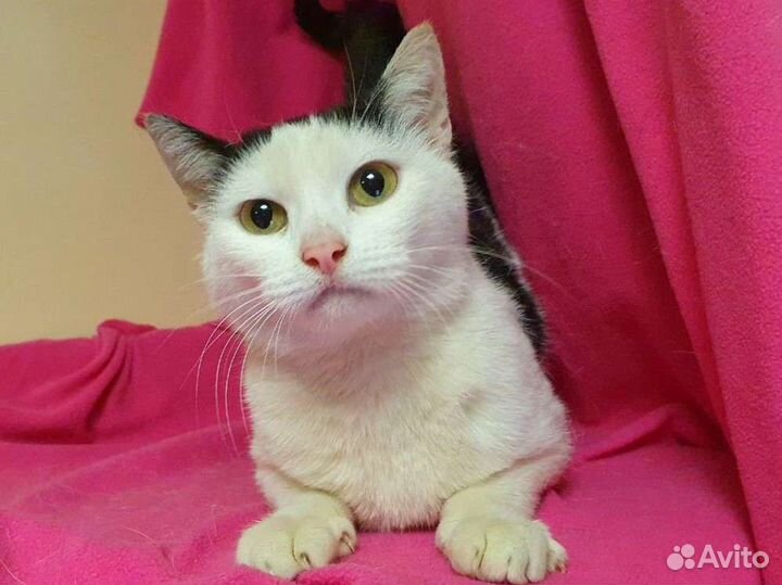 Кошка модного окраса ищет дом