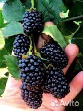 Ежевика, Кизил