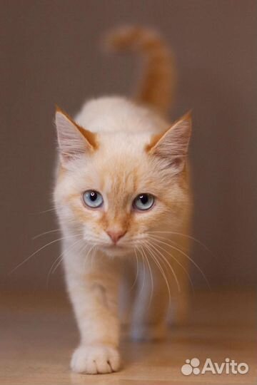 Котик в добрые руки