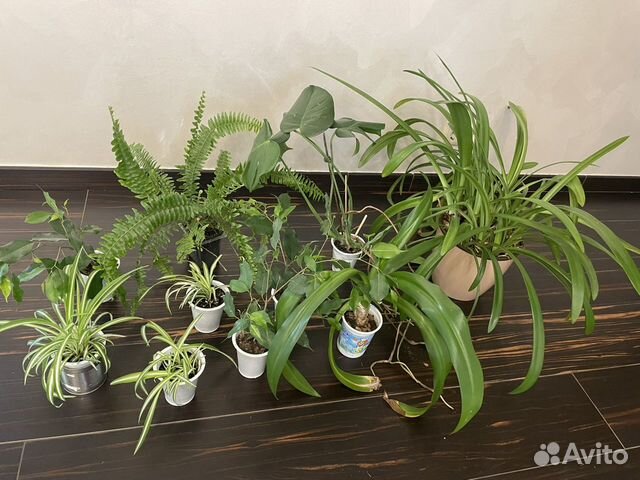 Комнатные растения