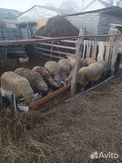 Продаю овцематок 6 гол