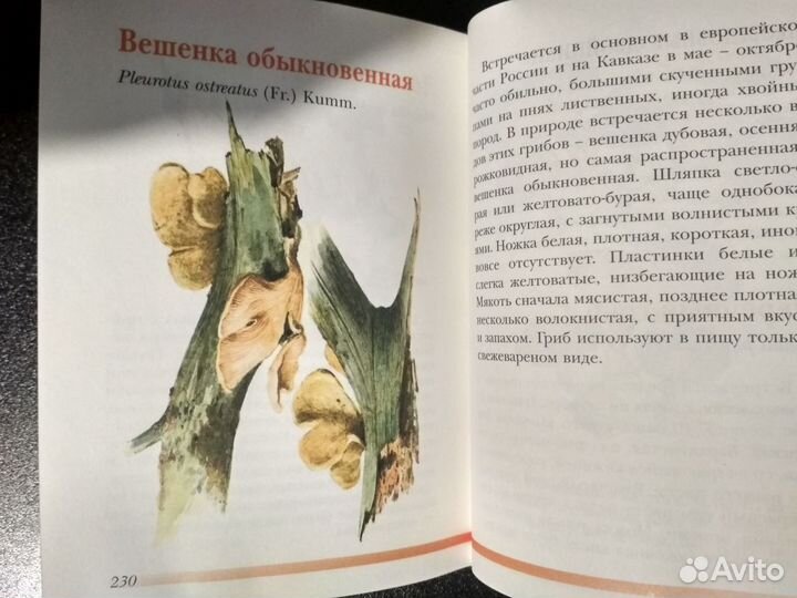 Книги про грибы