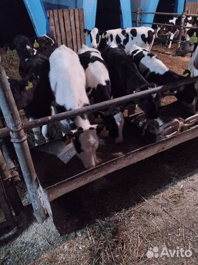 Бычки на мясо телята