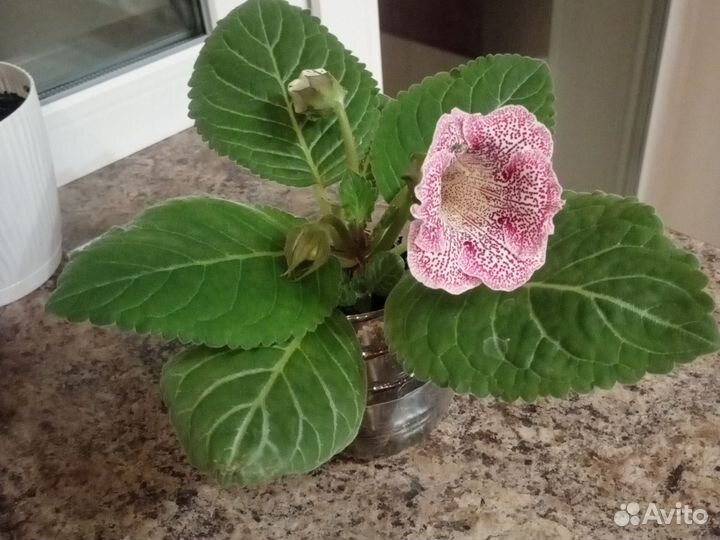 Глоксиния цветущая