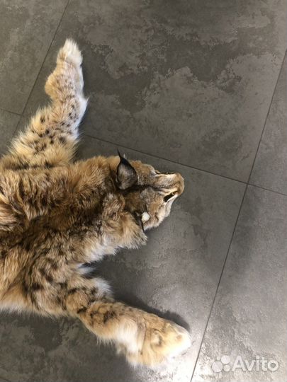 Рысь имитация