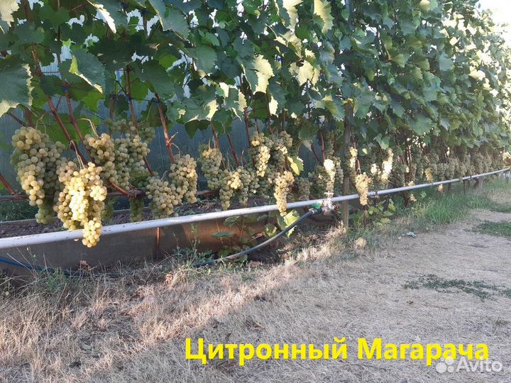 Саженцы винограда