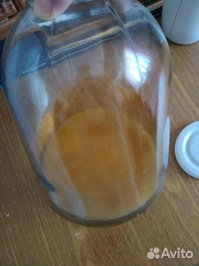 Чайный гриб