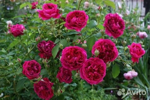 Роза английская Дарси Бассел (Darcey Bussel)