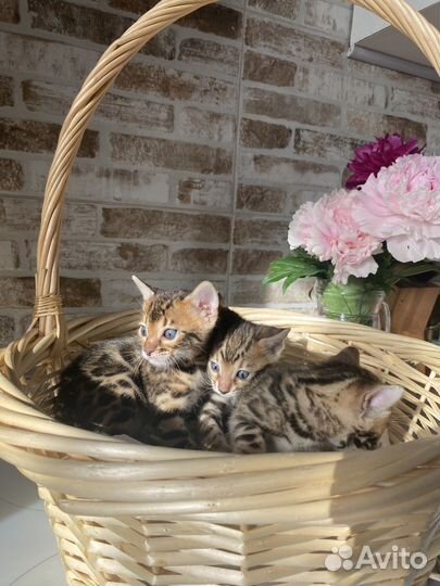 Бенгальские котята