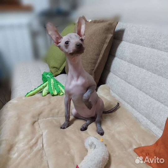 Ксолоитцкуинтли миниатюра щенки