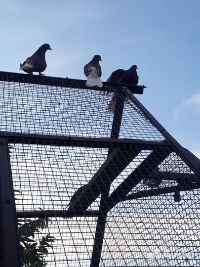 Голуби 