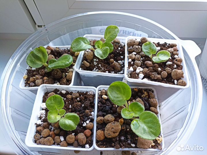 Фиалка Ле-кира (розовая кудрявая) детки