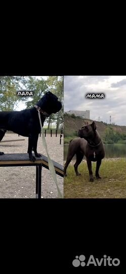 Щенки кане корсо