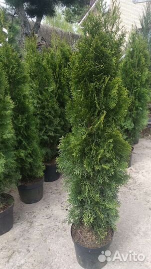 Туя Смарагд