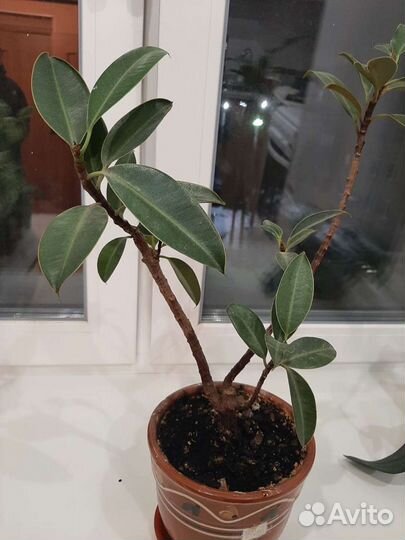 Фикусы каучуконосные