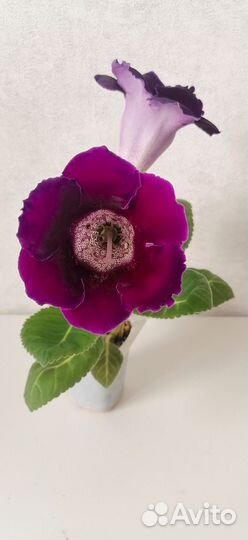 Глоксиния цветущая