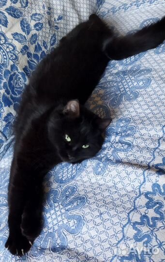 Отдам кота в добрые руки