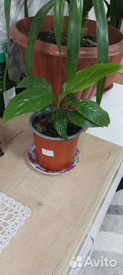 Спатифиллум