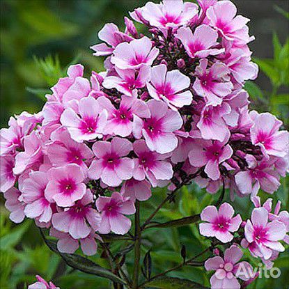 Садовые растения