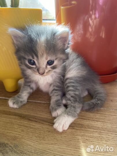 Котята