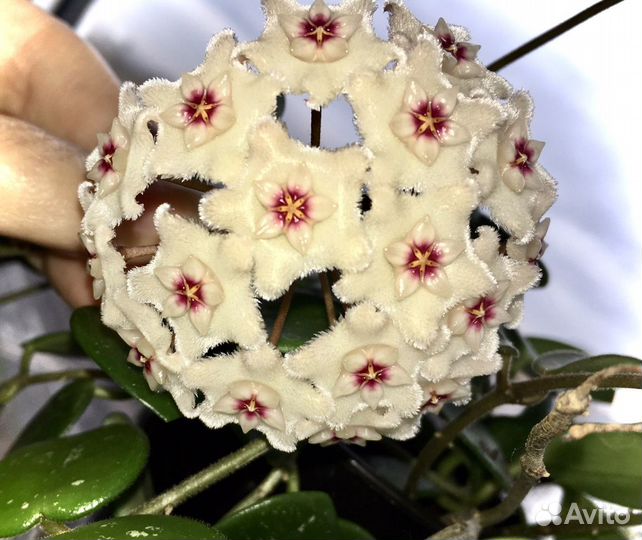 Хойи, обновленный список, добавлены новые сорта