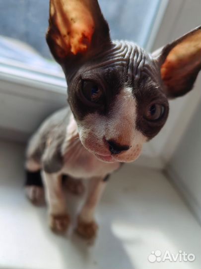 Канадский Сфинкс котенок