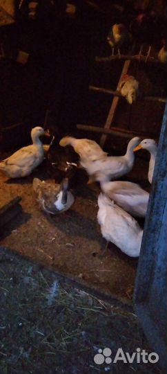 Утки селезень