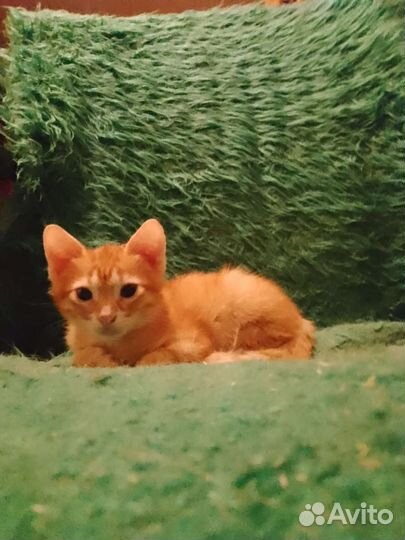 Мальчики -котята (5) ищут заботу и добро