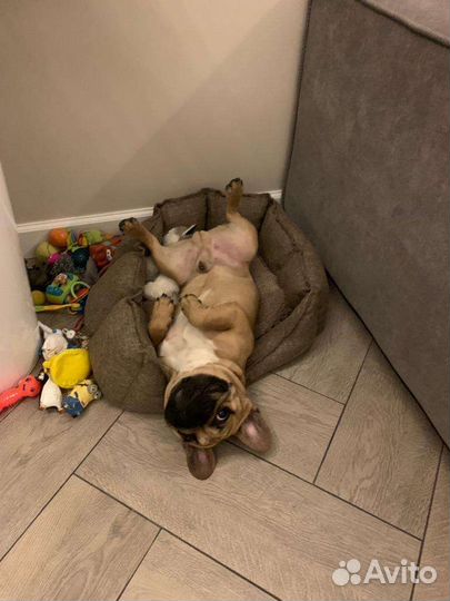 Французский бульдог кобель вязка