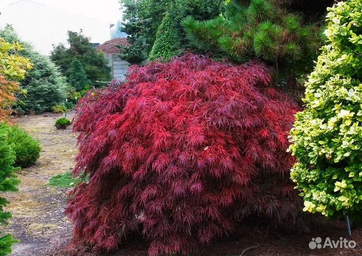 Саженцы декоративных японских кленов