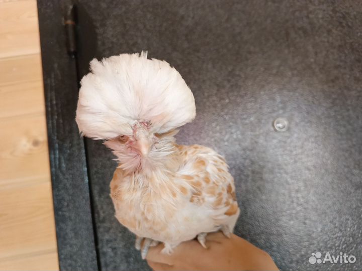 Домашние цыплята