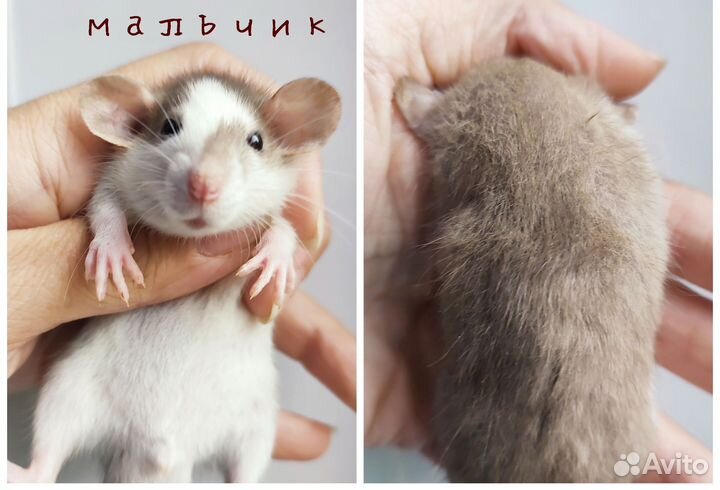 Крыса. Крысята Дамбо. Хаски и др