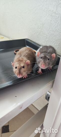 Крыски Дамбо с оборудованной клеткой и кормом