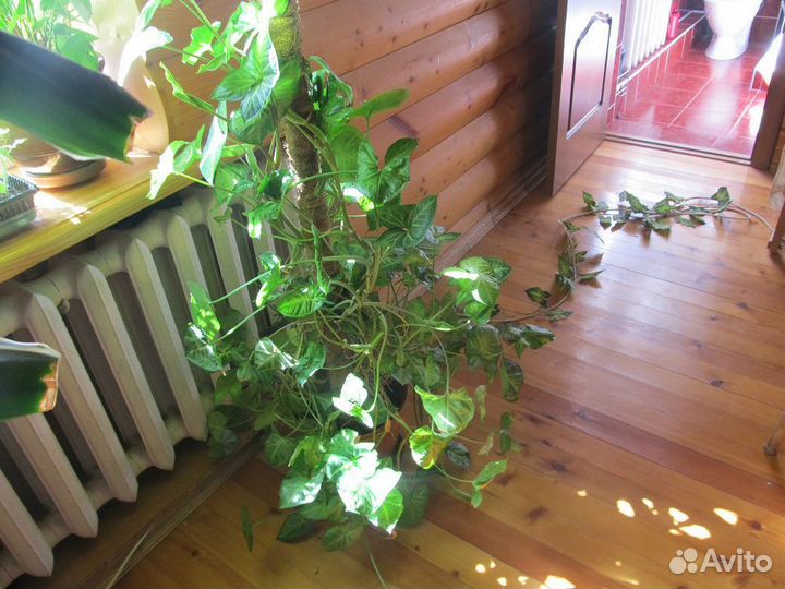 Сингониум Баттерфляй